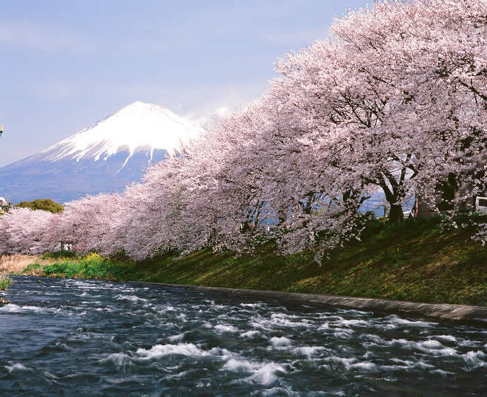 写真：川沿いの桜と富士山