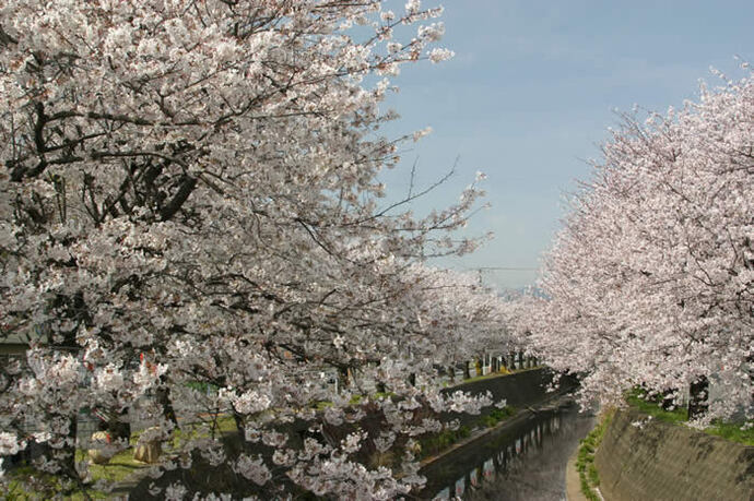 写真：川沿いの桜