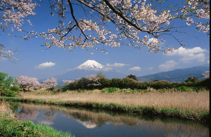 写真：川沿いの桜と富士山