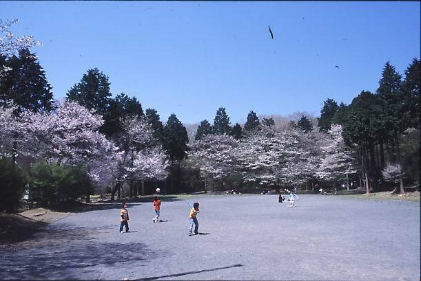 写真：公園で遊ぶ子供たちと桜