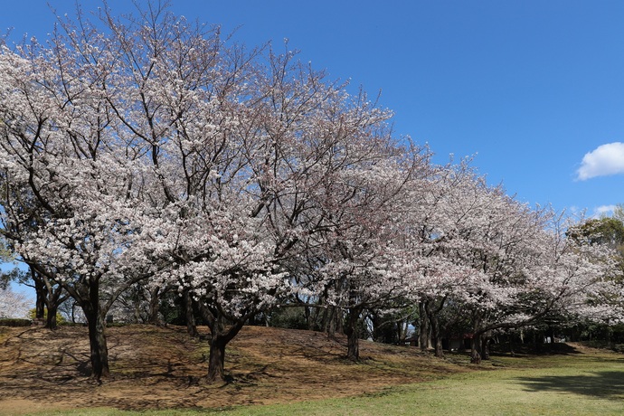 中央公園