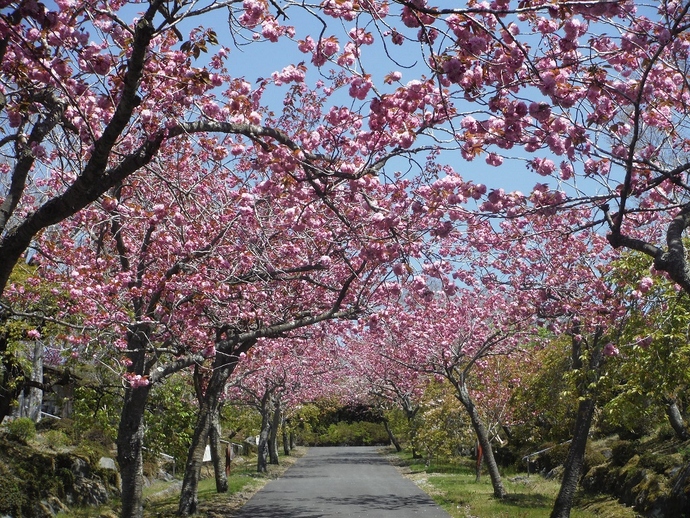 朝霧遊園