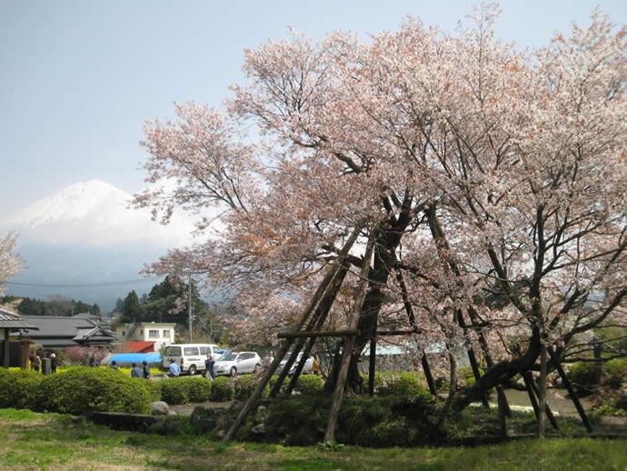 写真：ヤマザクラ