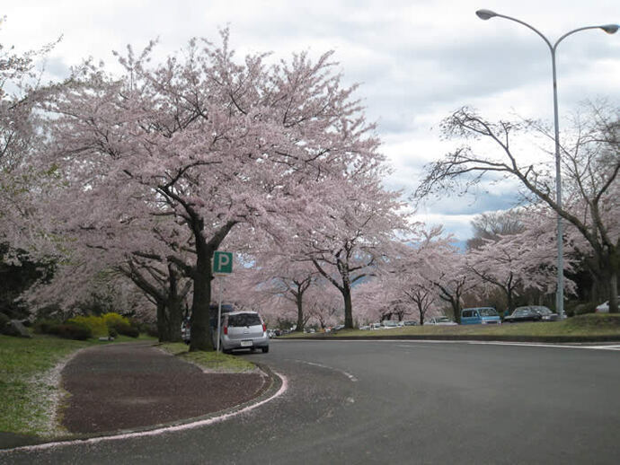 写真：公園内の桜