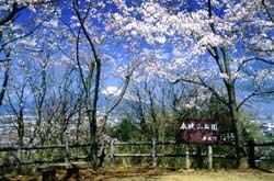 写真：桜と富士山