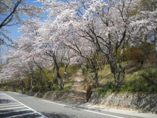 写真：桜並木