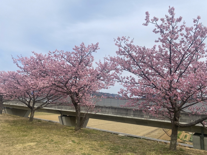 狩野川堤防河津桜