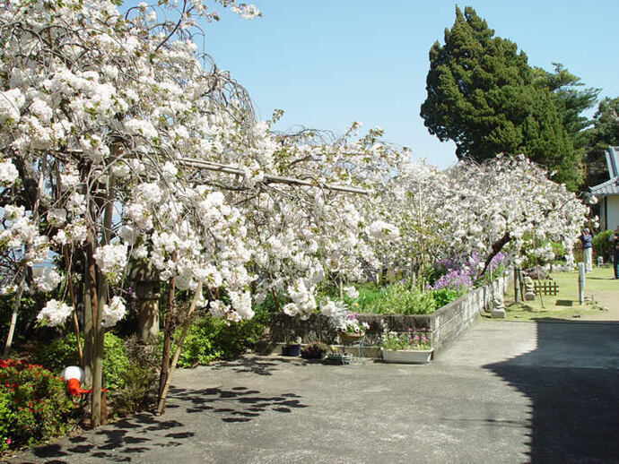 写真：伊豆最福寺シダレ