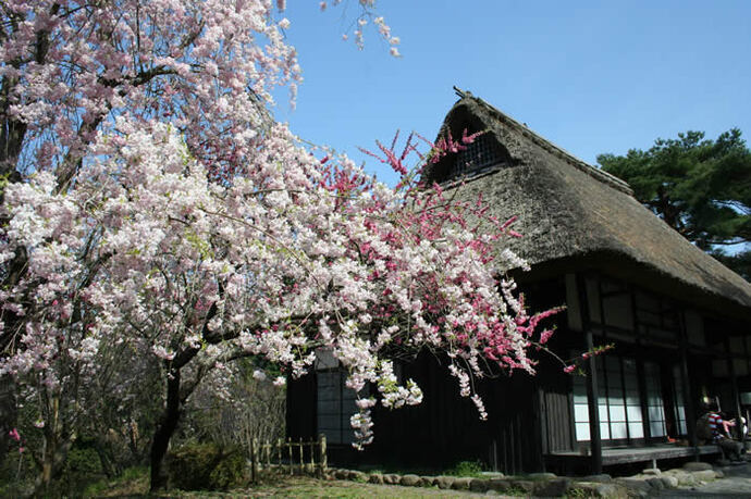 写真：園内の桜