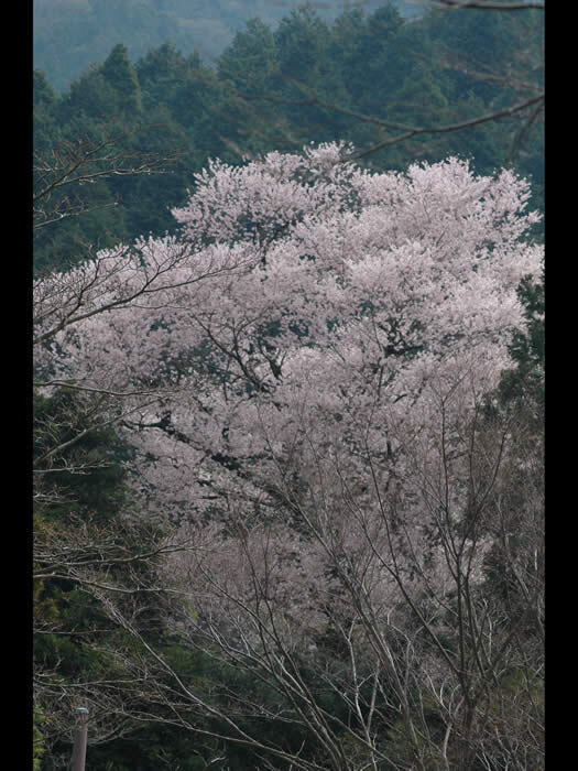 写真：エドヒガンザクラ