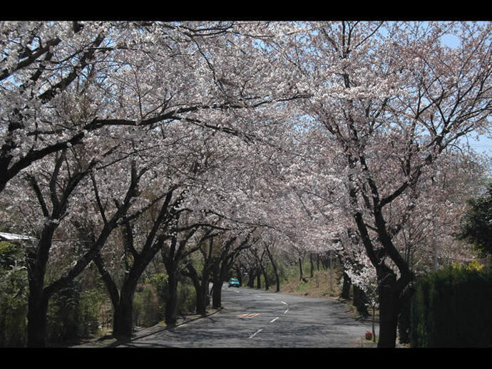 写真：桜並木