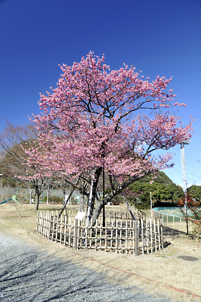 写真：園内の桜