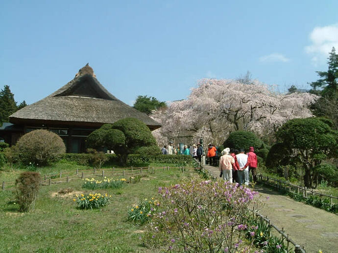 写真：園内の桜