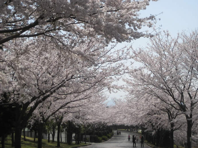 写真：桜並木