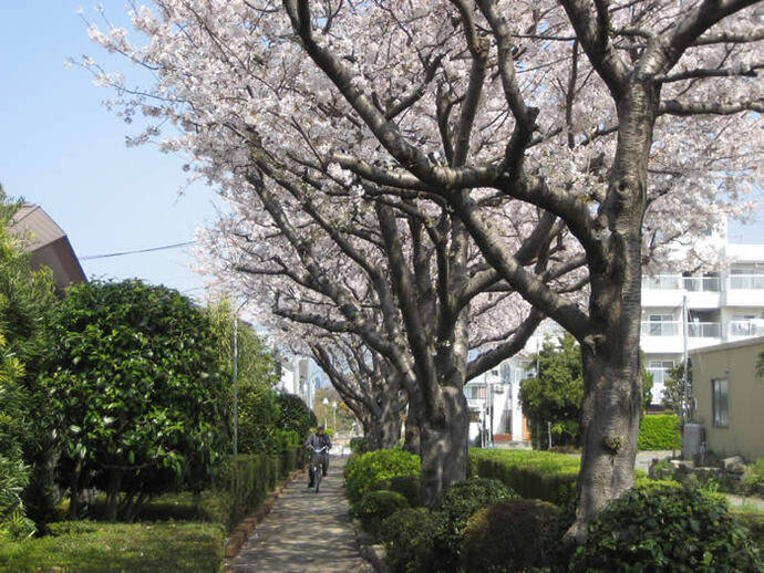 写真：桜並木