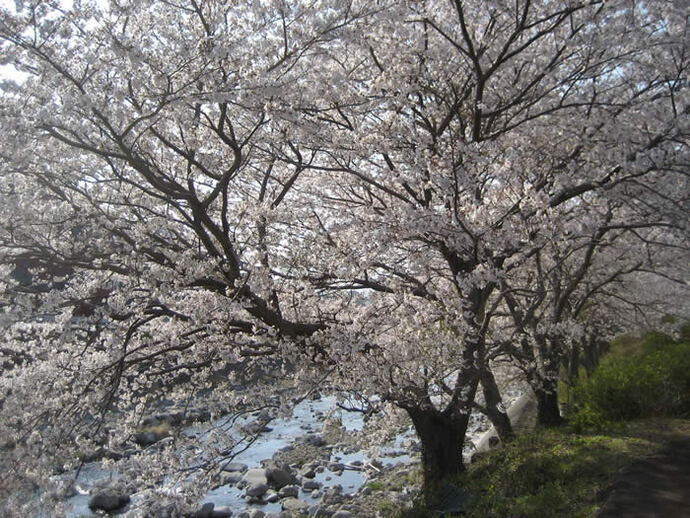 写真：川沿いの桜