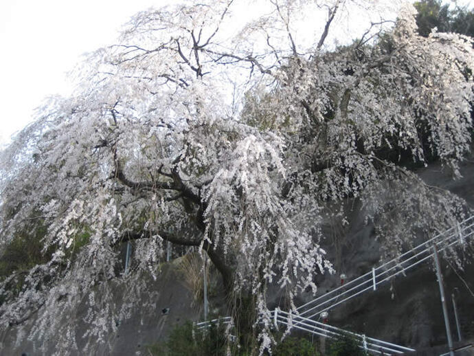 写真：シダレザクラ