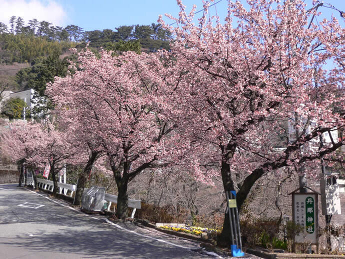 写真：桜並木