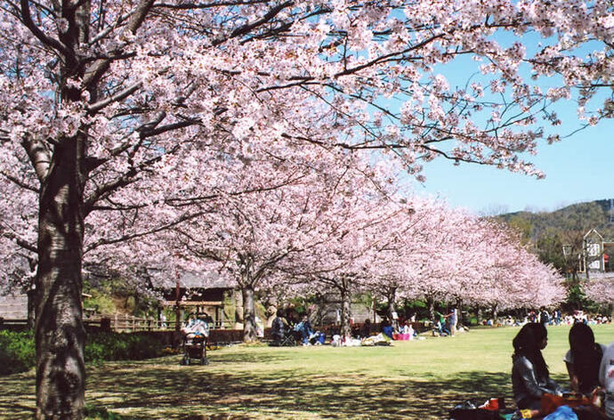 写真：園内の桜