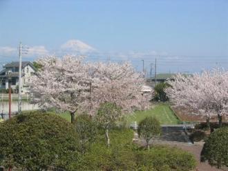 写真：園内の桜