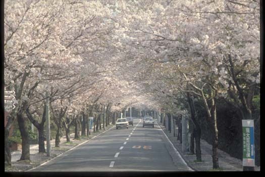 写真：桜並木