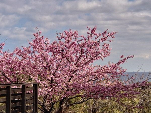 白浜桜の里