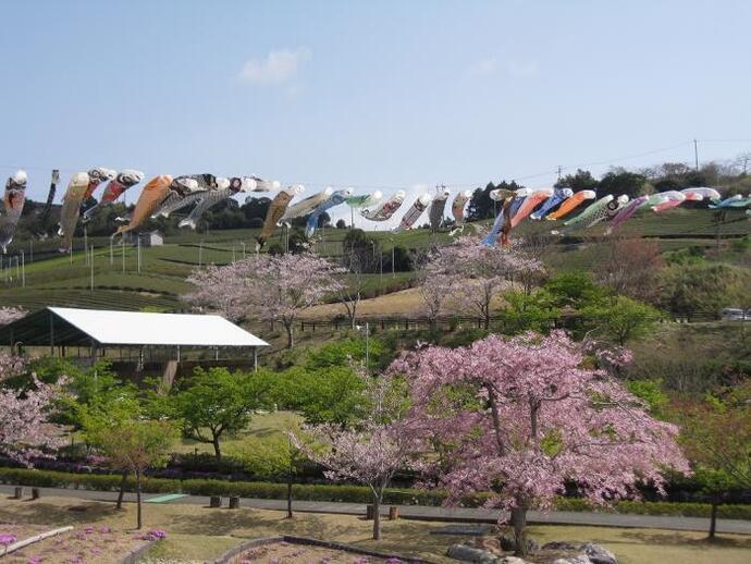 写真：こいのぼりと桜