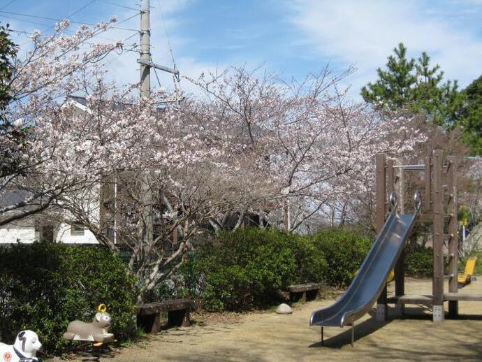 写真：公園の桜