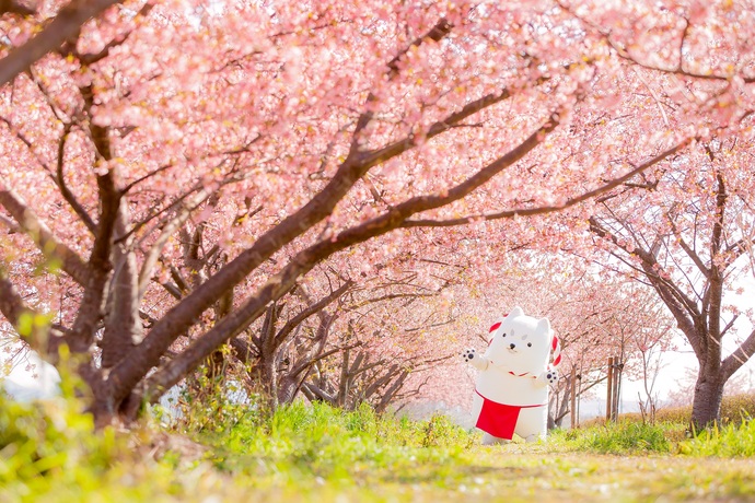 磐田市兎山公園の河津桜