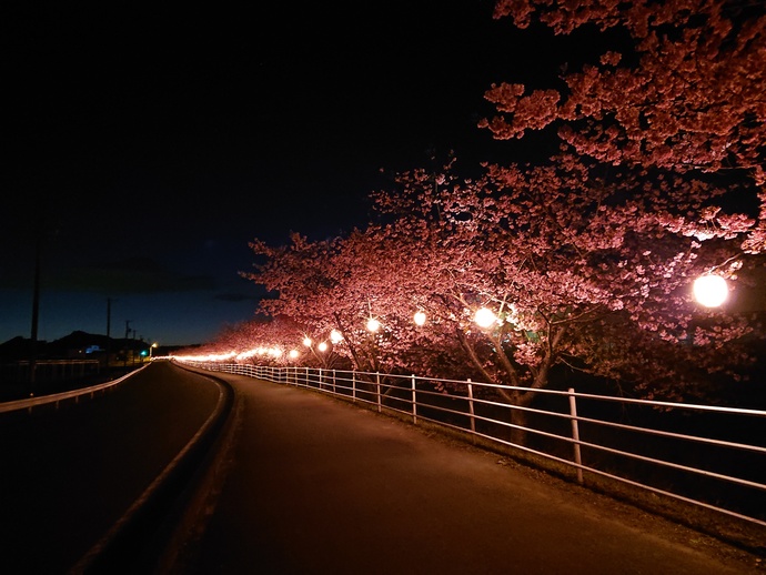 坂口谷川の桜