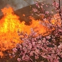 令和5年度　「桜。耐える」 村松正敏