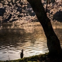 令和5年度　特選「湖畔の朝」