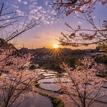 令和5年度　準特選「夕桜に見守られ」