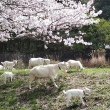 令和5年度　入選「桜の樹の下で」