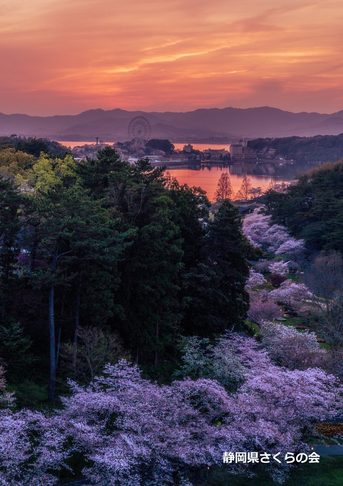 写真：入選1桜の風景