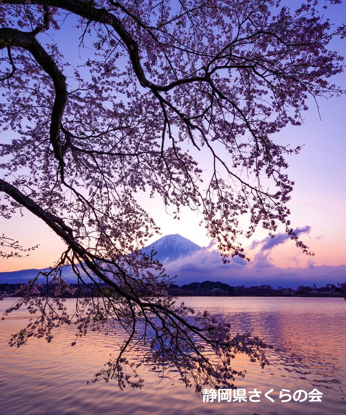 写真：入選5富士山と桜