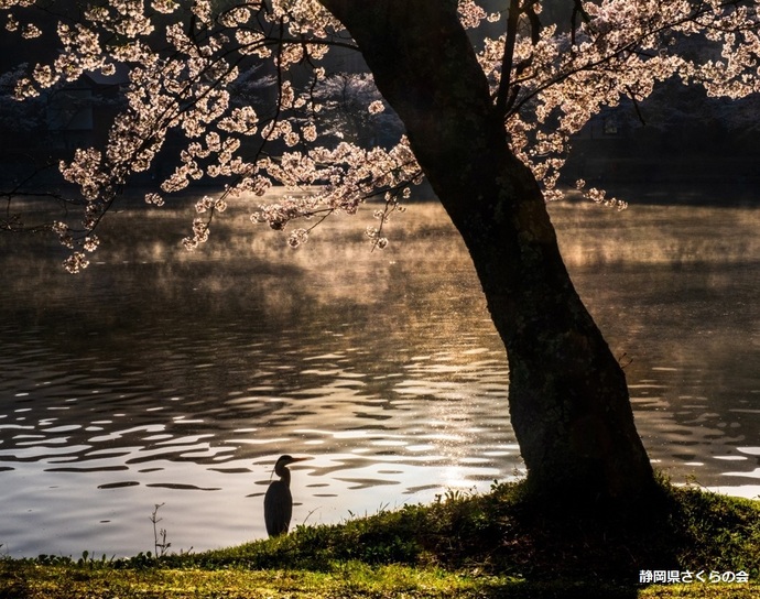 写真：特選「湖畔の朝」