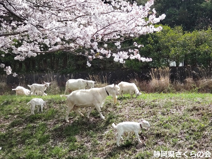 写真：入選「桜の樹の下で」