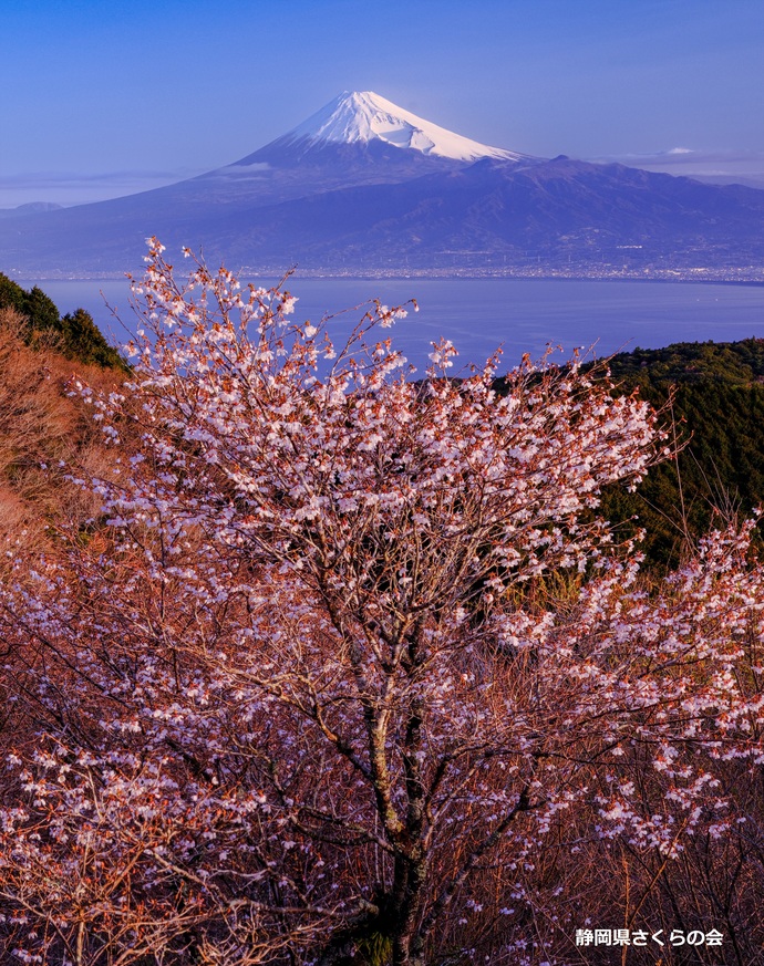 写真：準特選「朝陽に彩る」