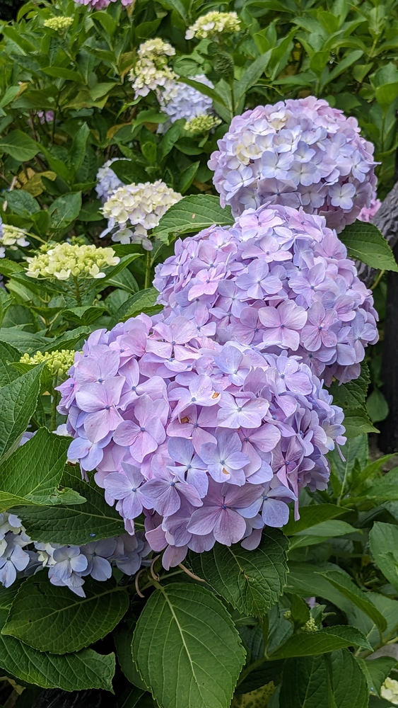 下田公園の紫陽花