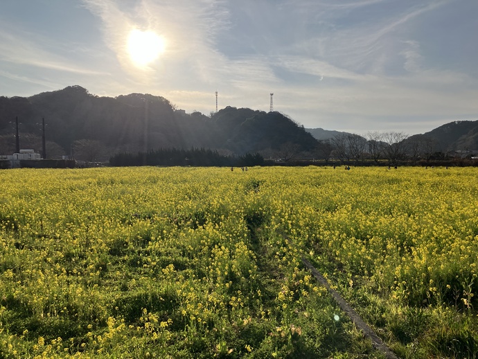 南伊豆町日野「元気な百姓達の菜の花畑」