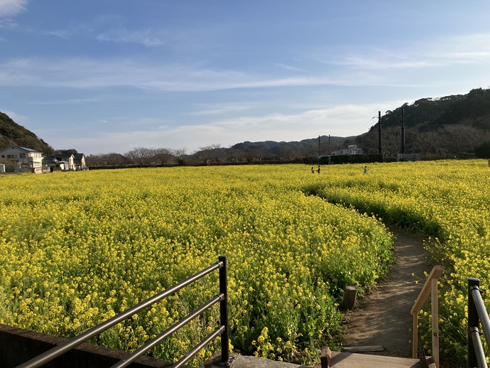 南伊豆町日野　元気な百姓達の菜の花畑2