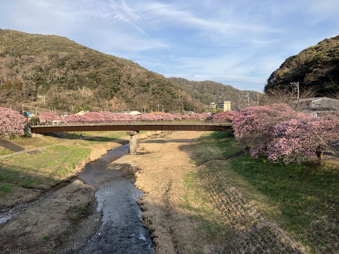 南伊豆町下賀茂「みなみの桜と菜の花まつり」