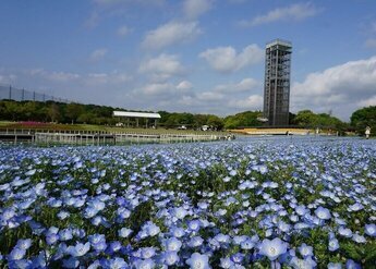 写真　花織り畑のネモフィラ