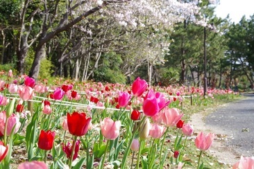 写真　花ゆれる散歩道の桜とチューリップ