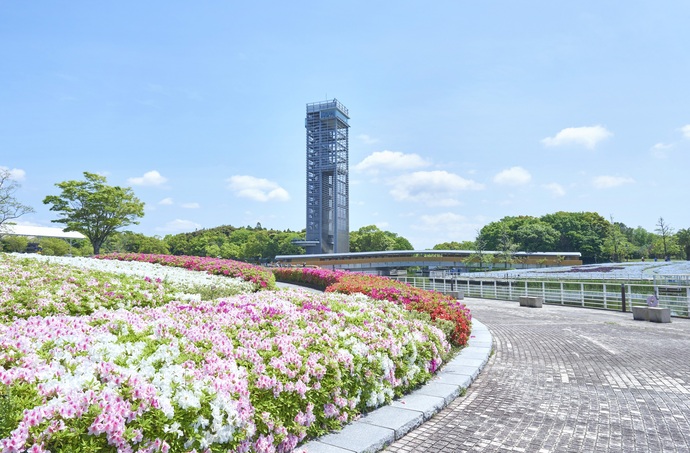 写真　ツツジ×展望塔