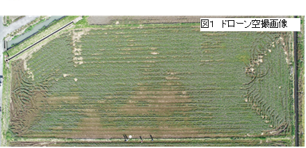 画像：（図1）ドローン空撮画像