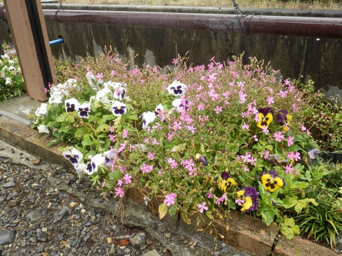 きれいな花壇