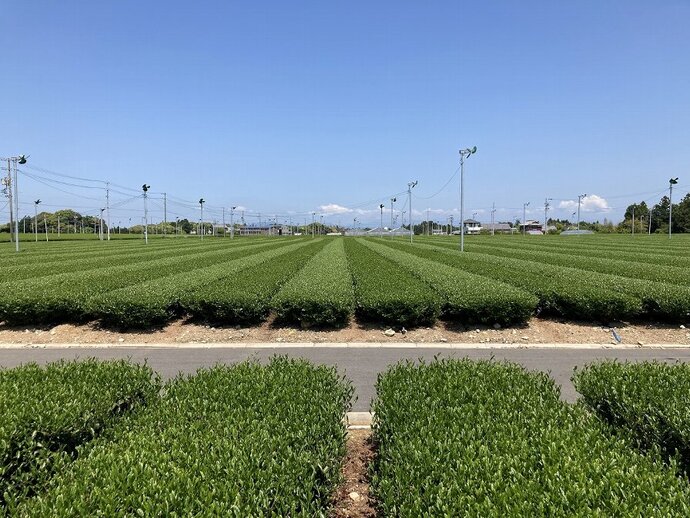 写真　収獲後の茶園(令和6年4月29日)