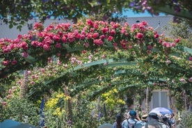 写真　印象派庭園 花美の庭のバラの大アーチ